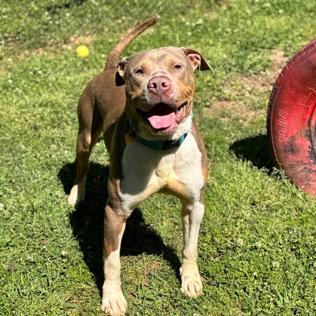 Enlarge Reid, a Adoptable Mixed Breed in Auburn, AL image 5/6