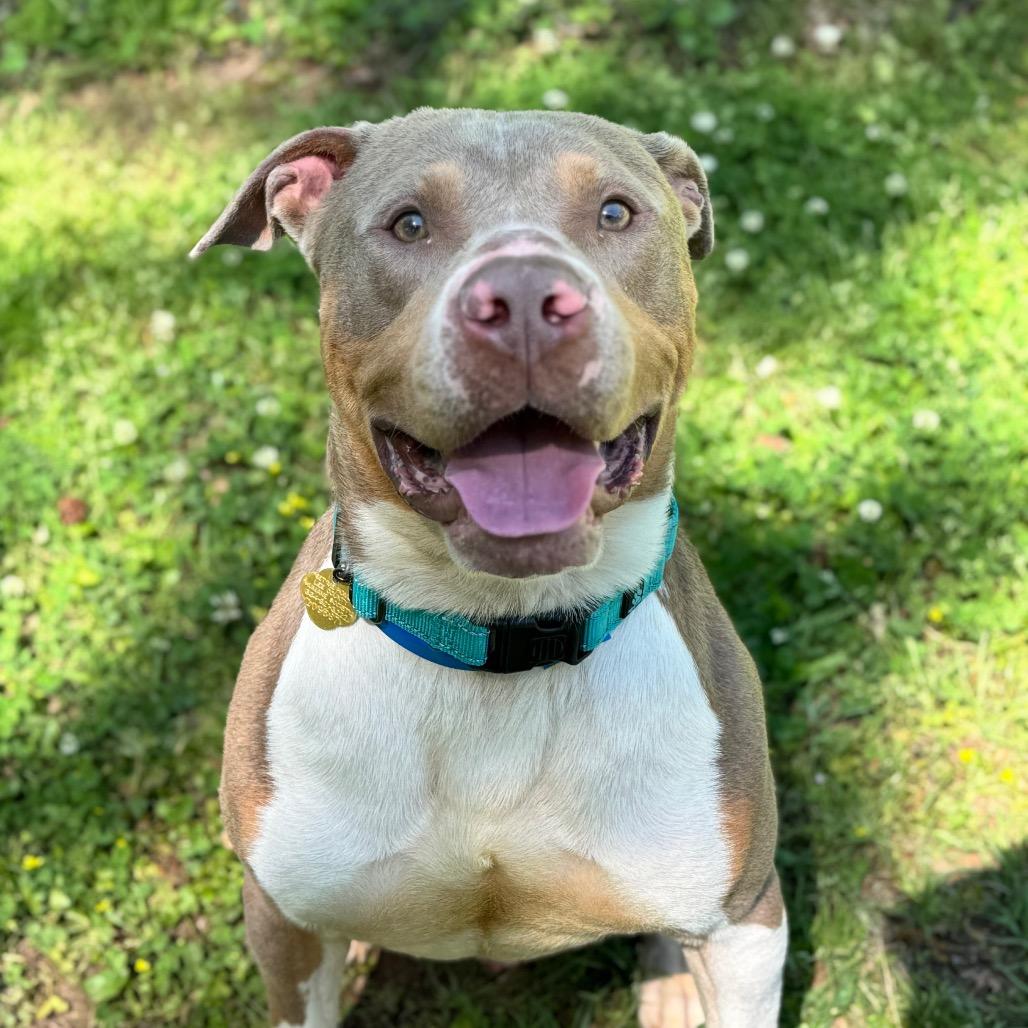 Enlarge Reid, a Adoptable Mixed Breed in Auburn, AL image 6/6