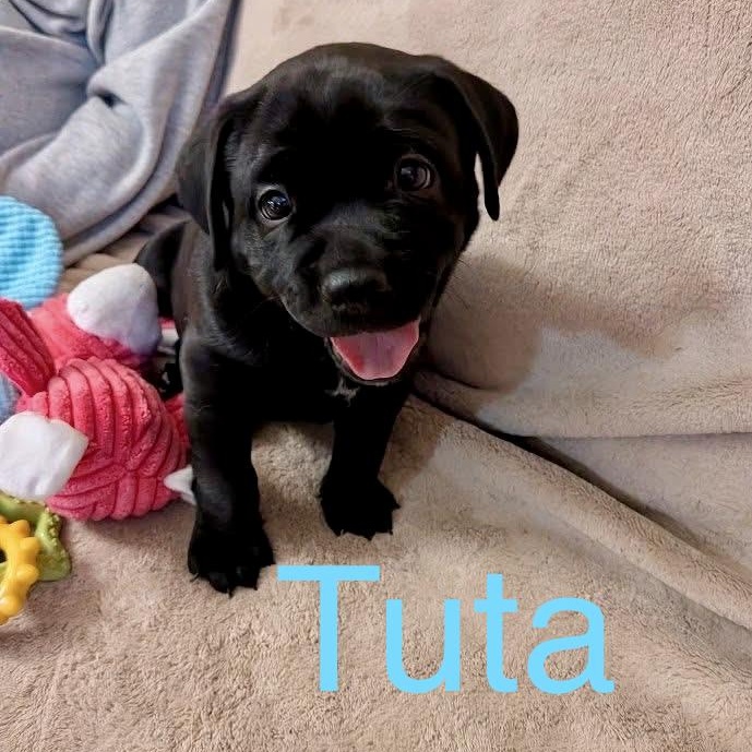 Enlarge Tuta, a ADOPTABLE mixed breed in Sierra Vista, AZ image 1/2