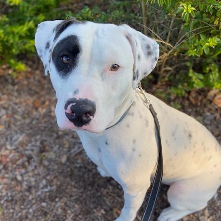 Enlarge Rex, a Adoptable Mixed Breed in Jacksonville, FL image 1/2