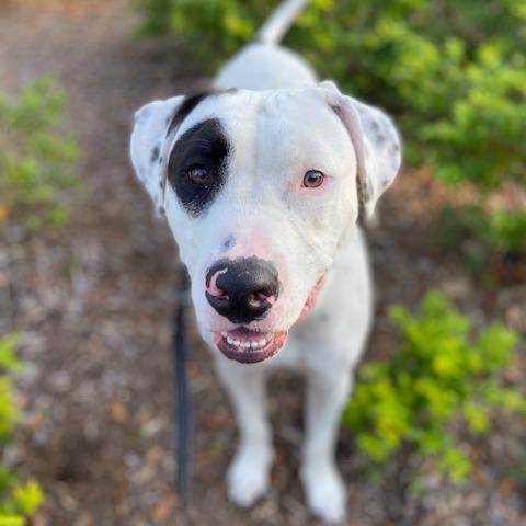 Enlarge Rex, a Adoptable Mixed Breed in Jacksonville, FL image 2/2