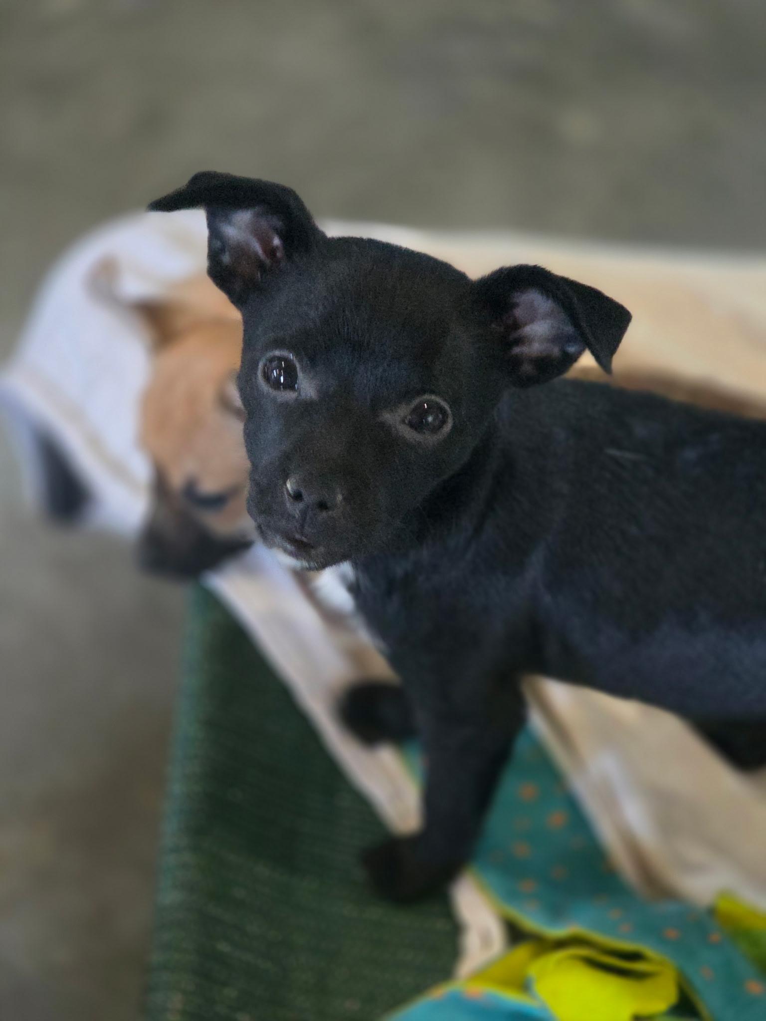 Enlarge Twig, a Adoptable mixed breed in Port Angeles, WA image 1/1