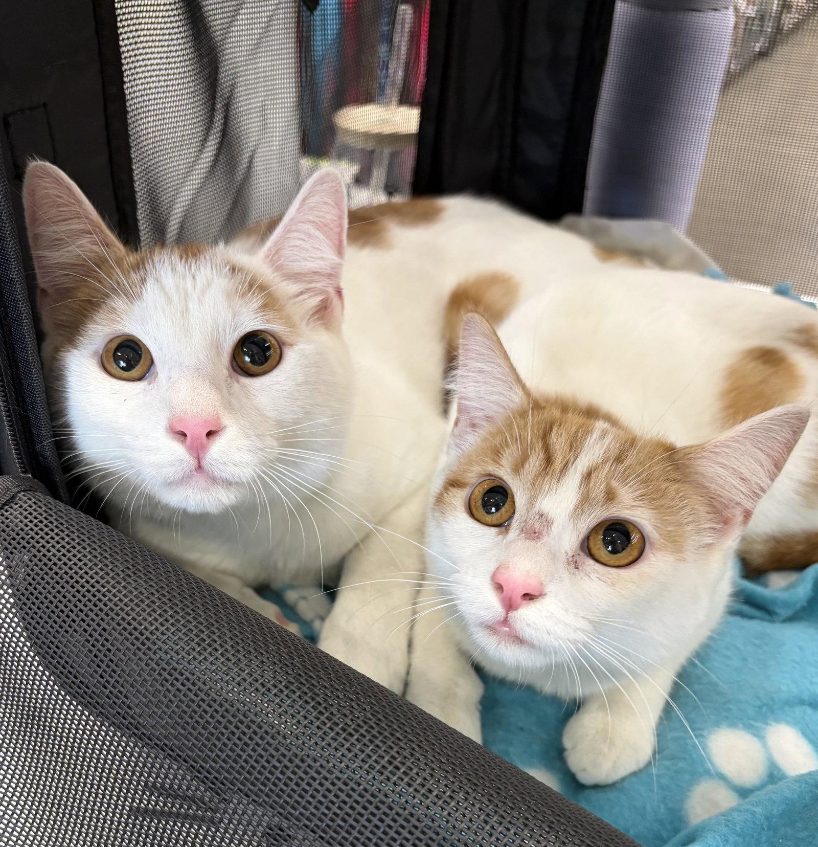 Tater & Tot, a Adoptable Domestic Short Hair in Rootstown, OH image 1/2