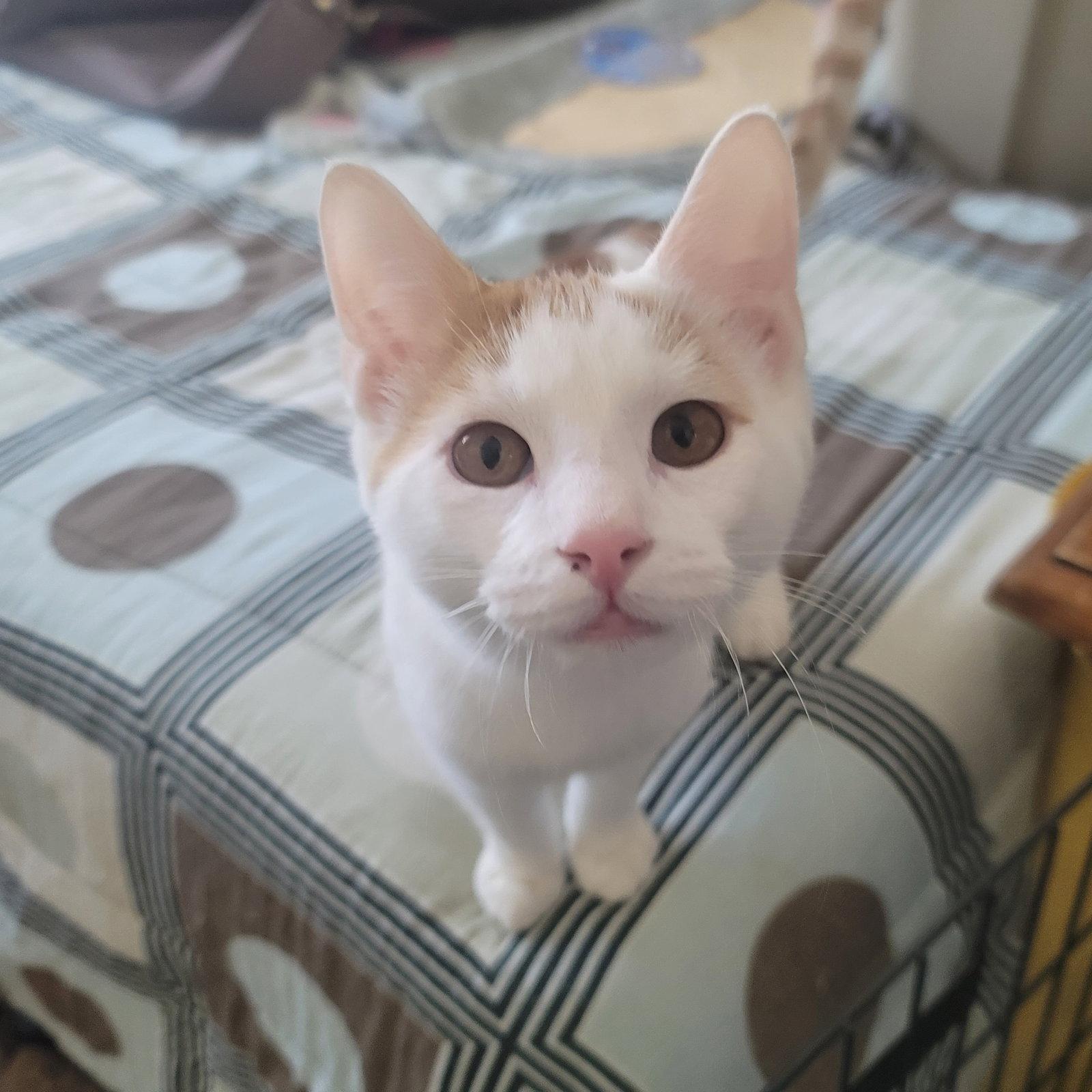 Tater, Adoptable, Young Male Domestic Short Hair.