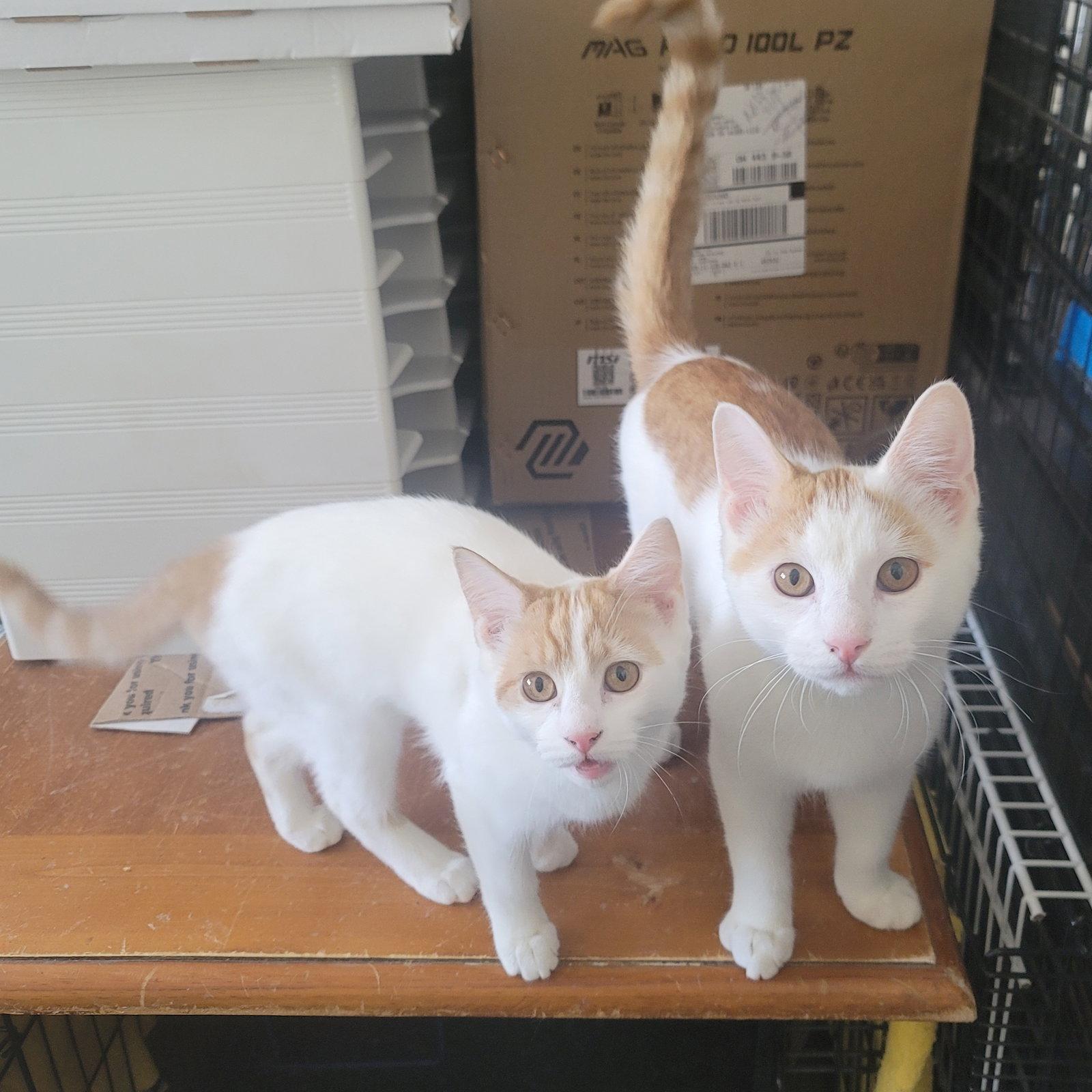 Enlarge Tater, a Adoptable Domestic Short Hair in Rootstown, OH image 2/2