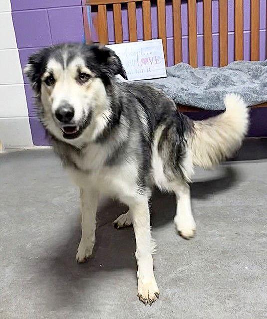 **ZENDAYA**, Adoptable, Adult Female Shepherd & Husky.