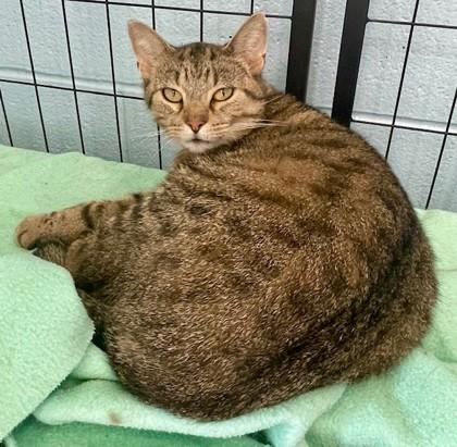 Sherry, Adoptable, Adult Female Domestic Short Hair & Domestic Short Hair.