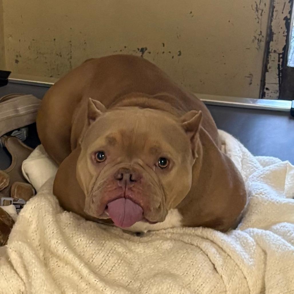 Pixie- Pocket Pitty, adopted, Adult Female Bulldog.