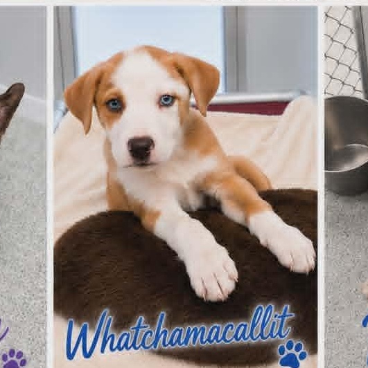 Whatchamacallit, adopted, Puppy Male Shepherd & Husky.
