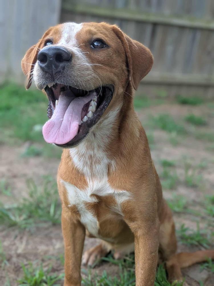 Ivy, a Adoptable mixed breed in Dover, AR image 1/6