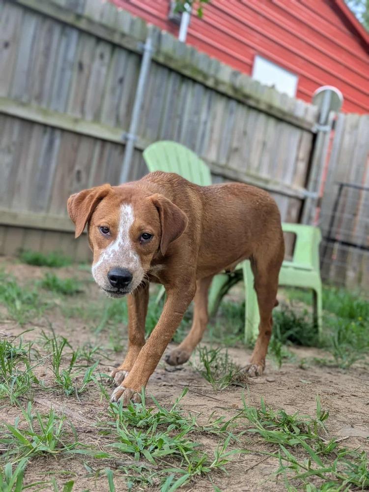 Ivy, a Adoptable mixed breed in Dover, AR image 3/6
