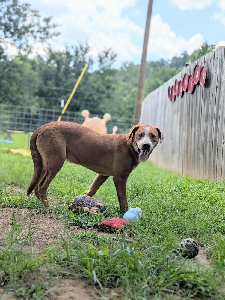Ivy, a Adoptable mixed breed in Dover, AR image 4/6