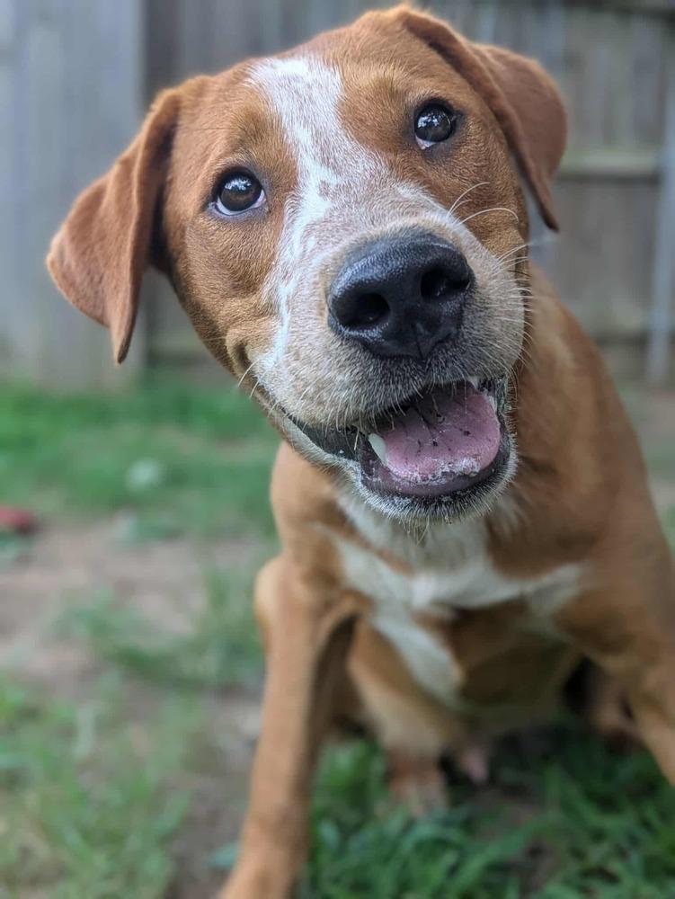 Ivy, a Adoptable mixed breed in Dover, AR image 6/6