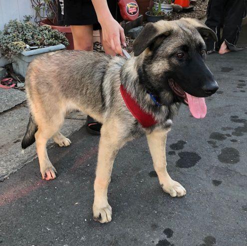Queenie P., Adopted, Young Female German Shepherd Dog.