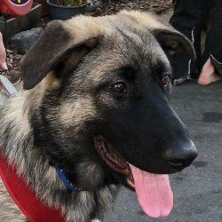 Enlarge Queenie P., a Adopted German Shepherd Dog in Cupertino, CA image 2/2
