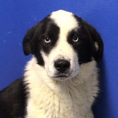 Enlarge 26-00929, a ADOPTABLE mixed breed in Fredericksburg, VA image 1/1