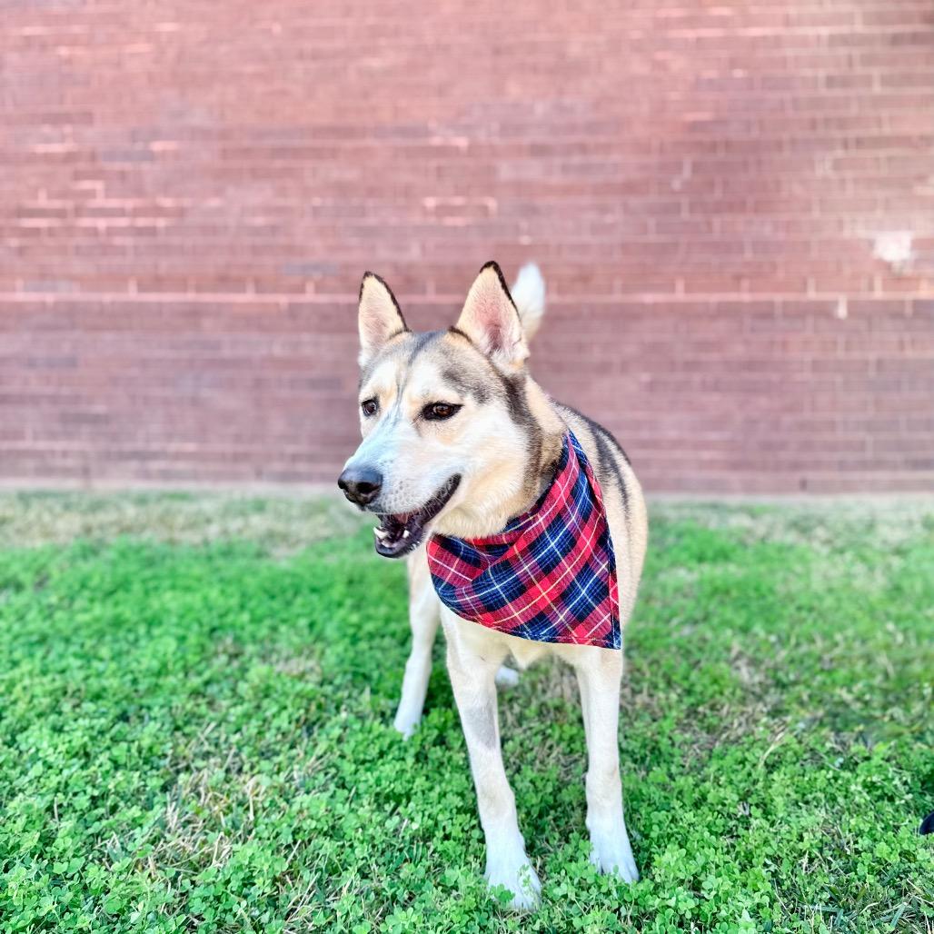 Florence, a Adoptable Siberian Husky in cincinnati, OH image 6/6