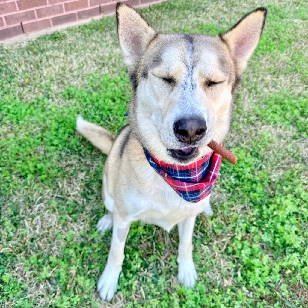 Florence, a Adoptable Siberian Husky in cincinnati, OH image 3/6