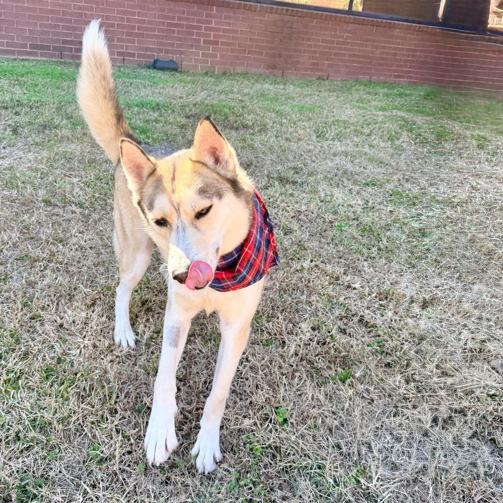 Florence, a Adoptable Siberian Husky in cincinnati, OH image 5/6
