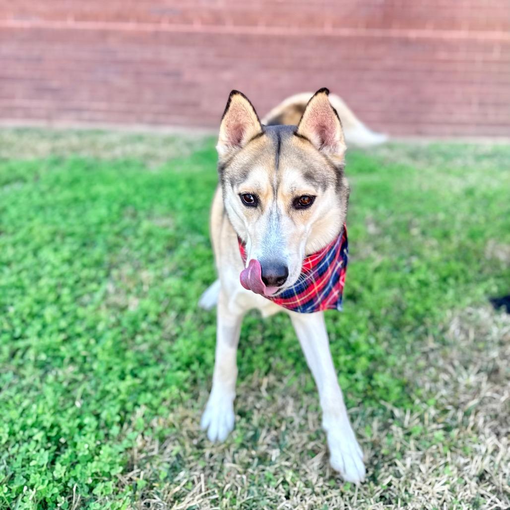 Florence, a Adoptable Siberian Husky in cincinnati, OH image 1/6