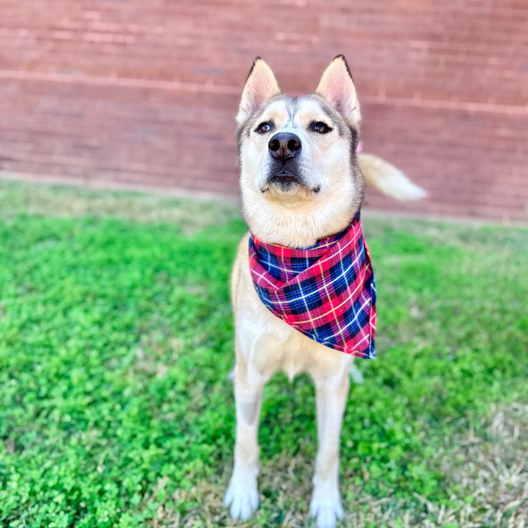 Florence, a Adoptable Siberian Husky in cincinnati, OH image 2/6