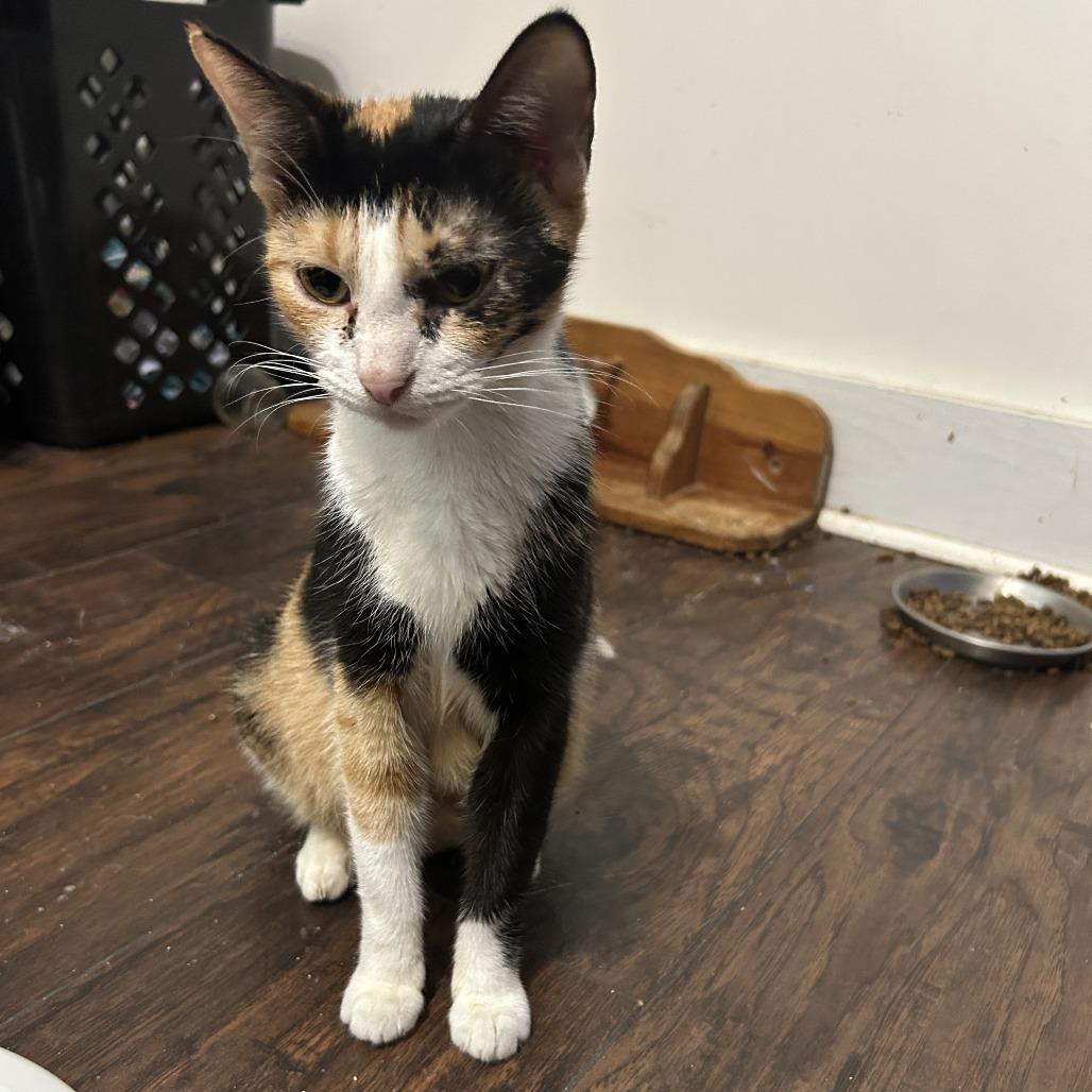 Lala, Adoptable, Young Female Domestic Short Hair.