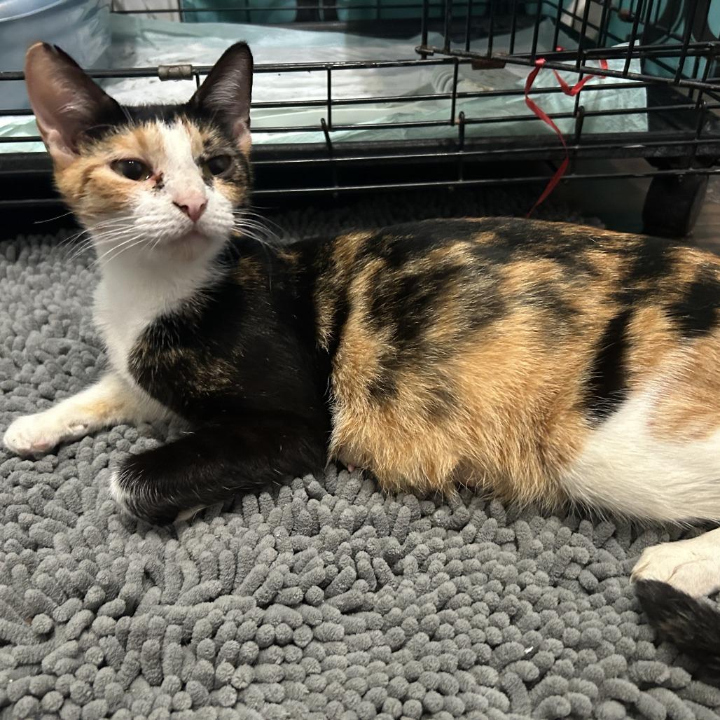 Enlarge Lala, a Adoptable Domestic Short Hair in Okmulgee, OK image 2/3