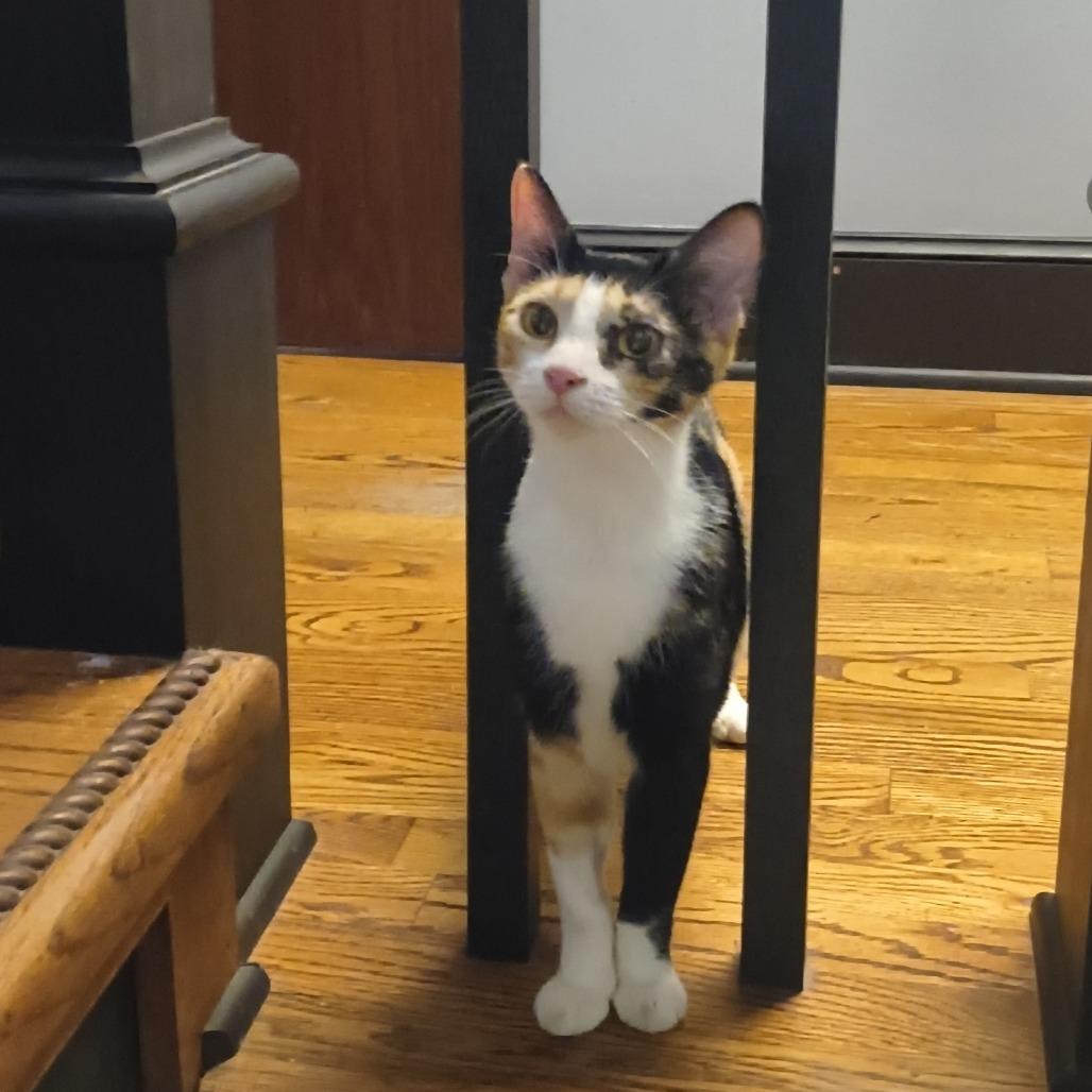 Enlarge Lala, a Adoptable Domestic Short Hair in Okmulgee, OK image 3/4