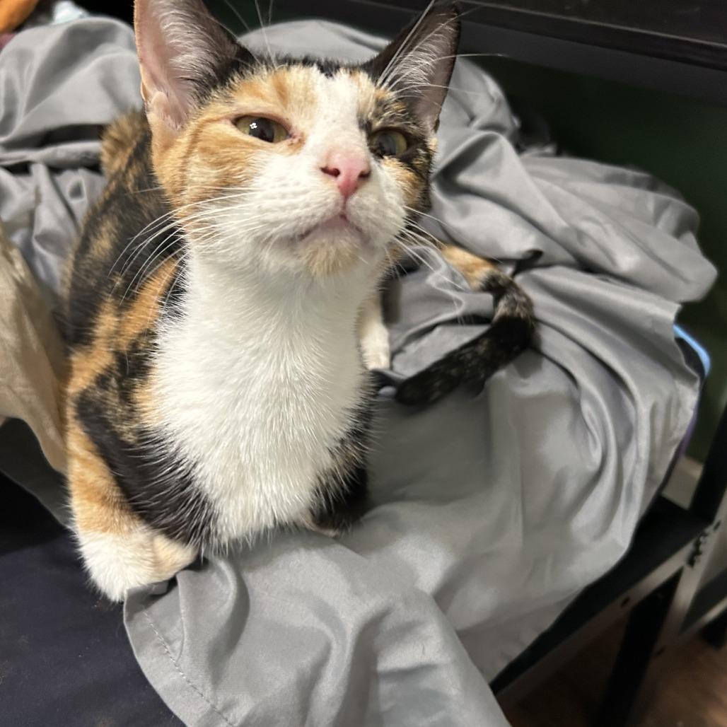 Lala, Adoptable, Young Female Domestic Short Hair.