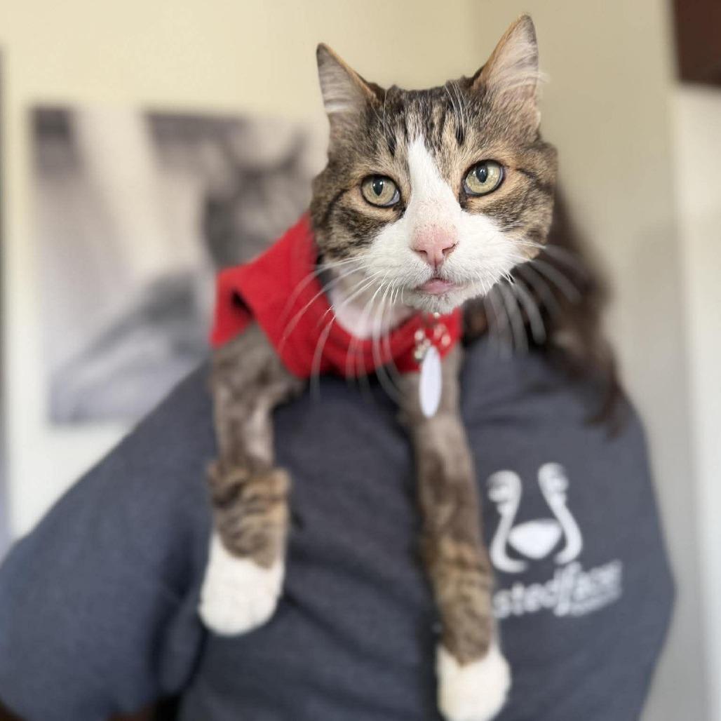 Gizmo — thumbnail 2