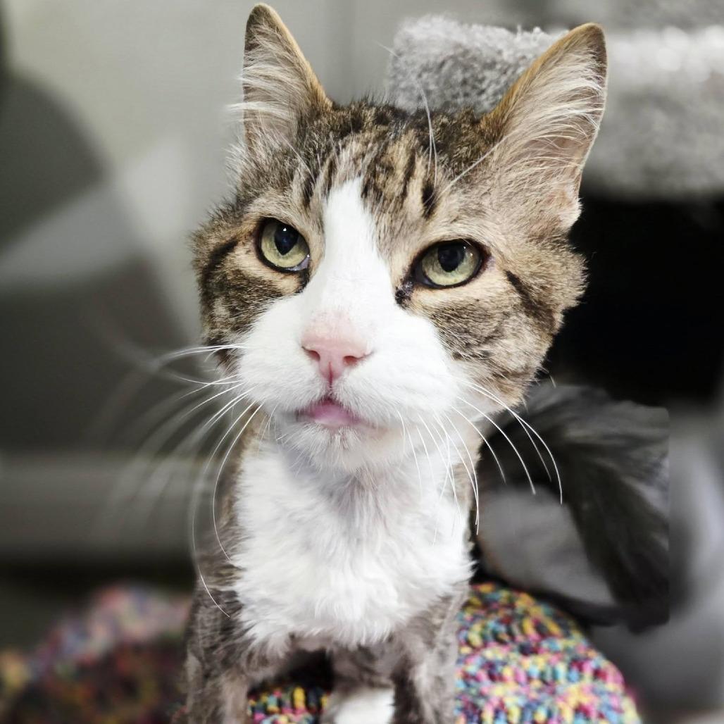 Gizmo — thumbnail 3