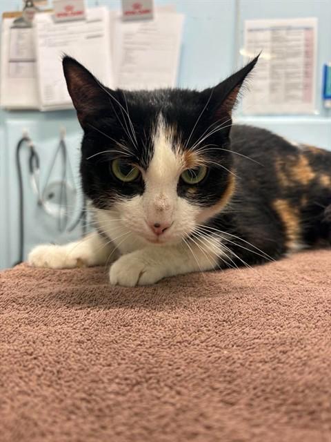 CAROLINE, Adoptable, Adult Female Domestic Short Hair.