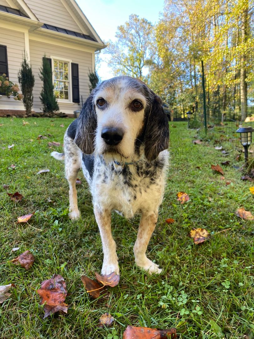 Enlarge Snoopy, a Adopted mixed breed in Essex, MD image 1/9