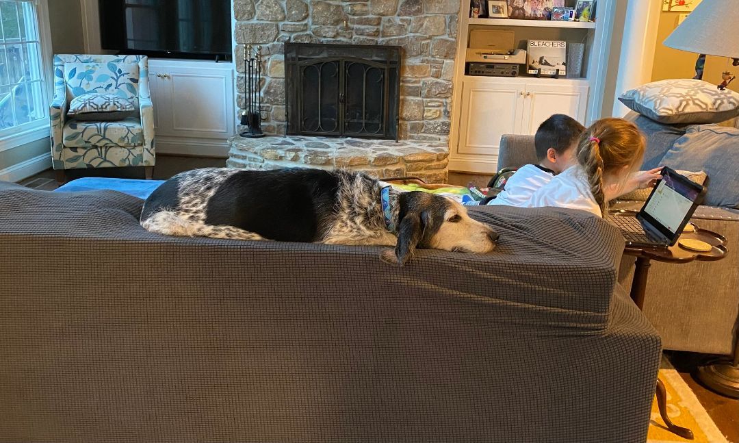 Enlarge Snoopy, a Adopted mixed breed in Essex, MD image 2/9