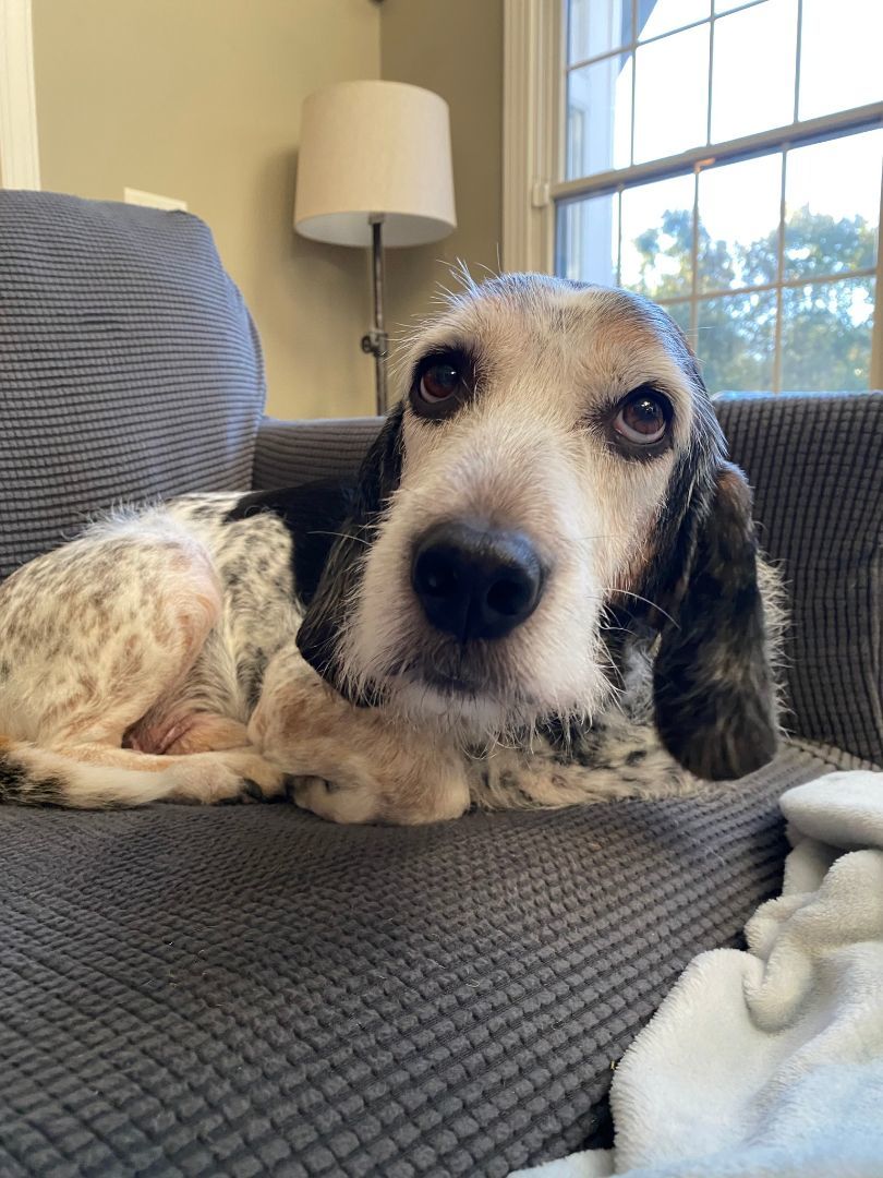 Enlarge Snoopy, a Adopted mixed breed in Essex, MD image 3/9