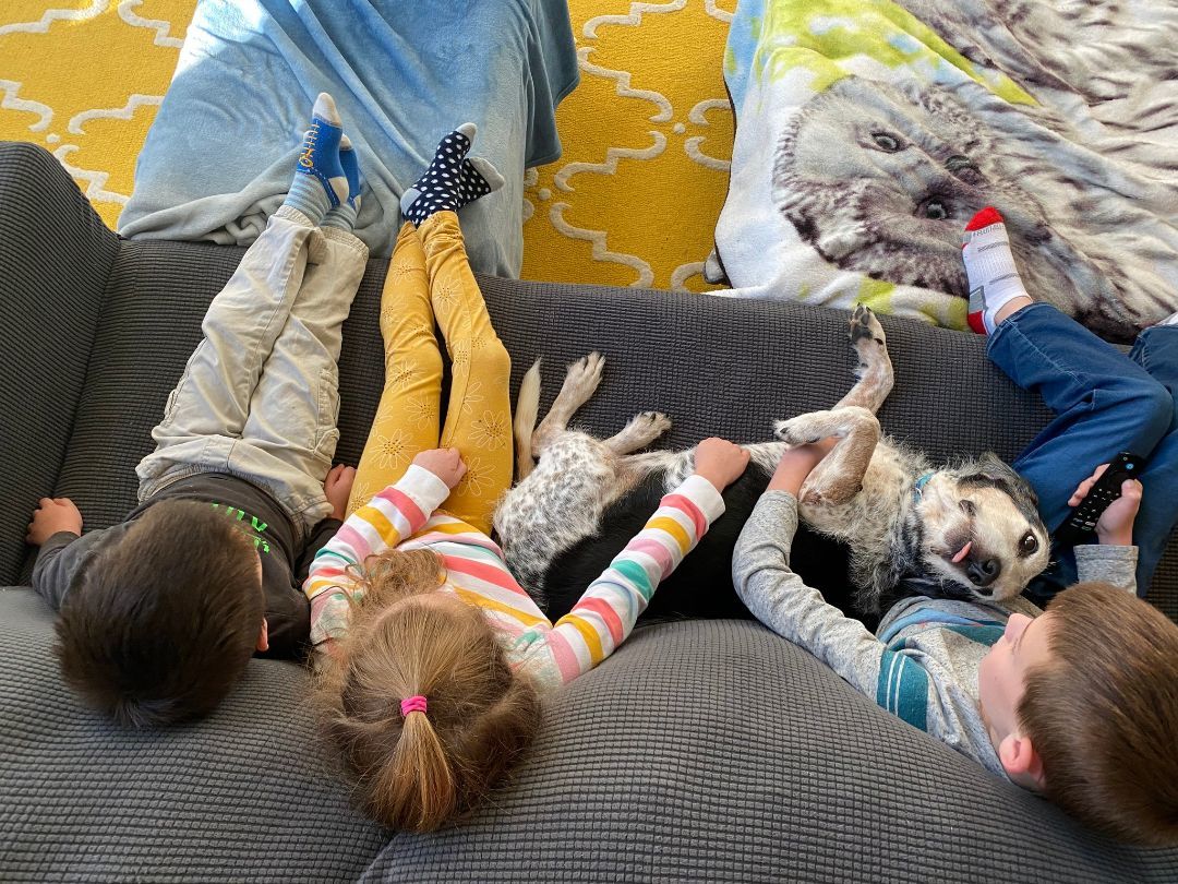 Enlarge Snoopy, a Adopted mixed breed in Essex, MD image 4/9