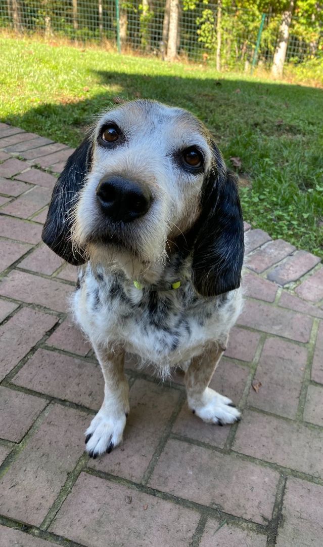 Enlarge Snoopy, a Adopted mixed breed in Essex, MD image 5/9