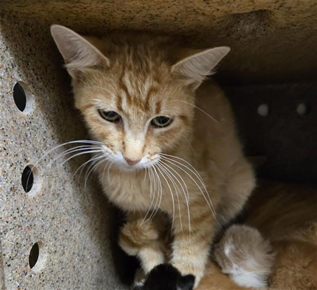 Enlarge DAKOTA, a Adoptable Domestic Short Hair in Casper, WY image 1/1