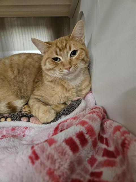 Enlarge DAKOTA, a Adoptable Domestic Short Hair in Casper, WY image 1/1