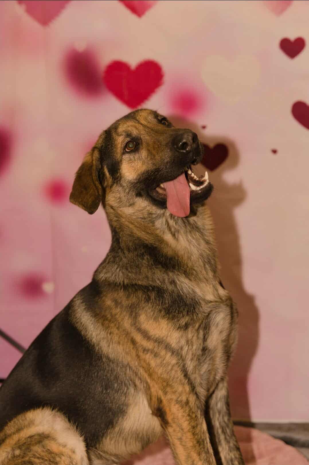 Enlarge Risi, a Adoptable mixed breed in Fort Payne, AL image 3/6