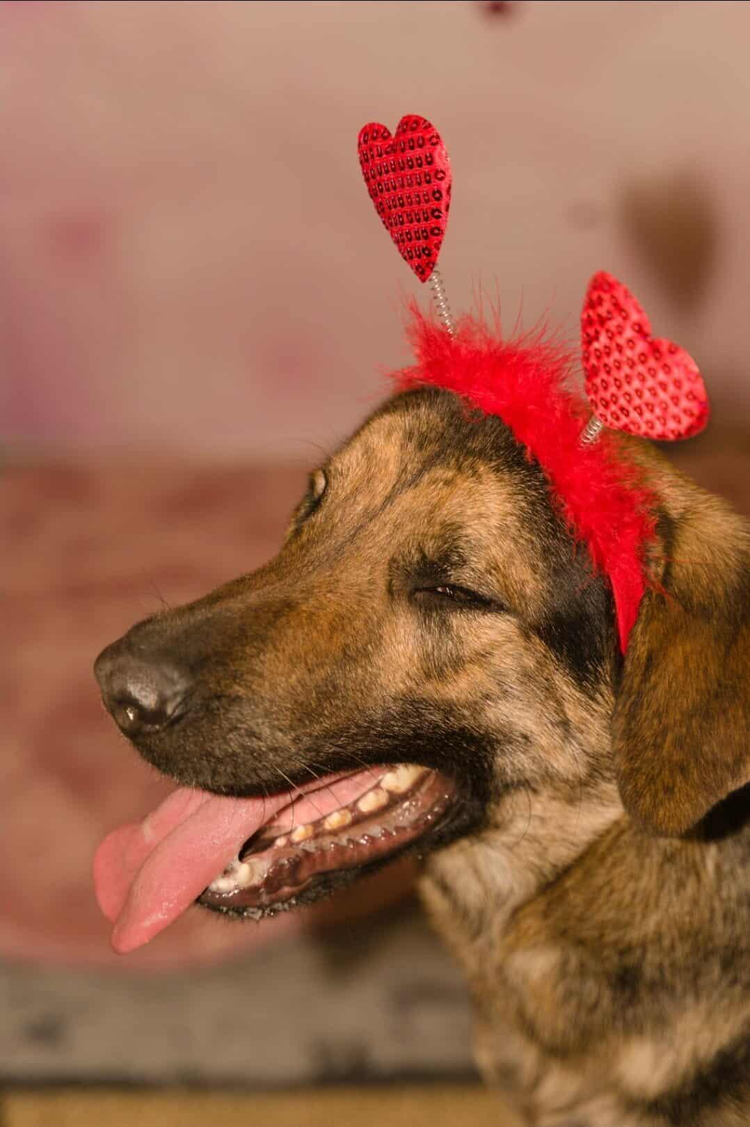 Enlarge Risi, a Adoptable mixed breed in Fort Payne, AL image 4/6