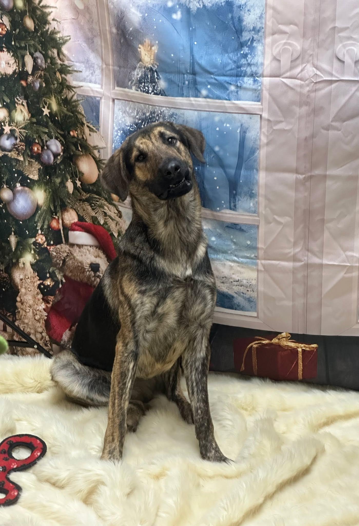 Enlarge Risi, a Adoptable mixed breed in Fort Payne, AL image 1/1