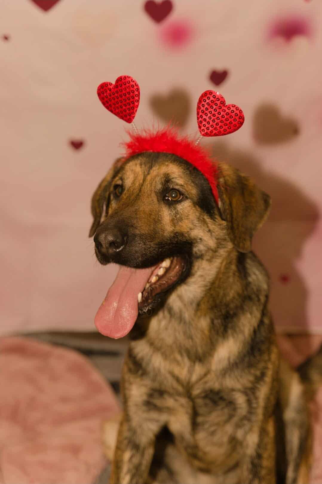 Enlarge Risi, a Adoptable mixed breed in Fort Payne, AL image 1/6