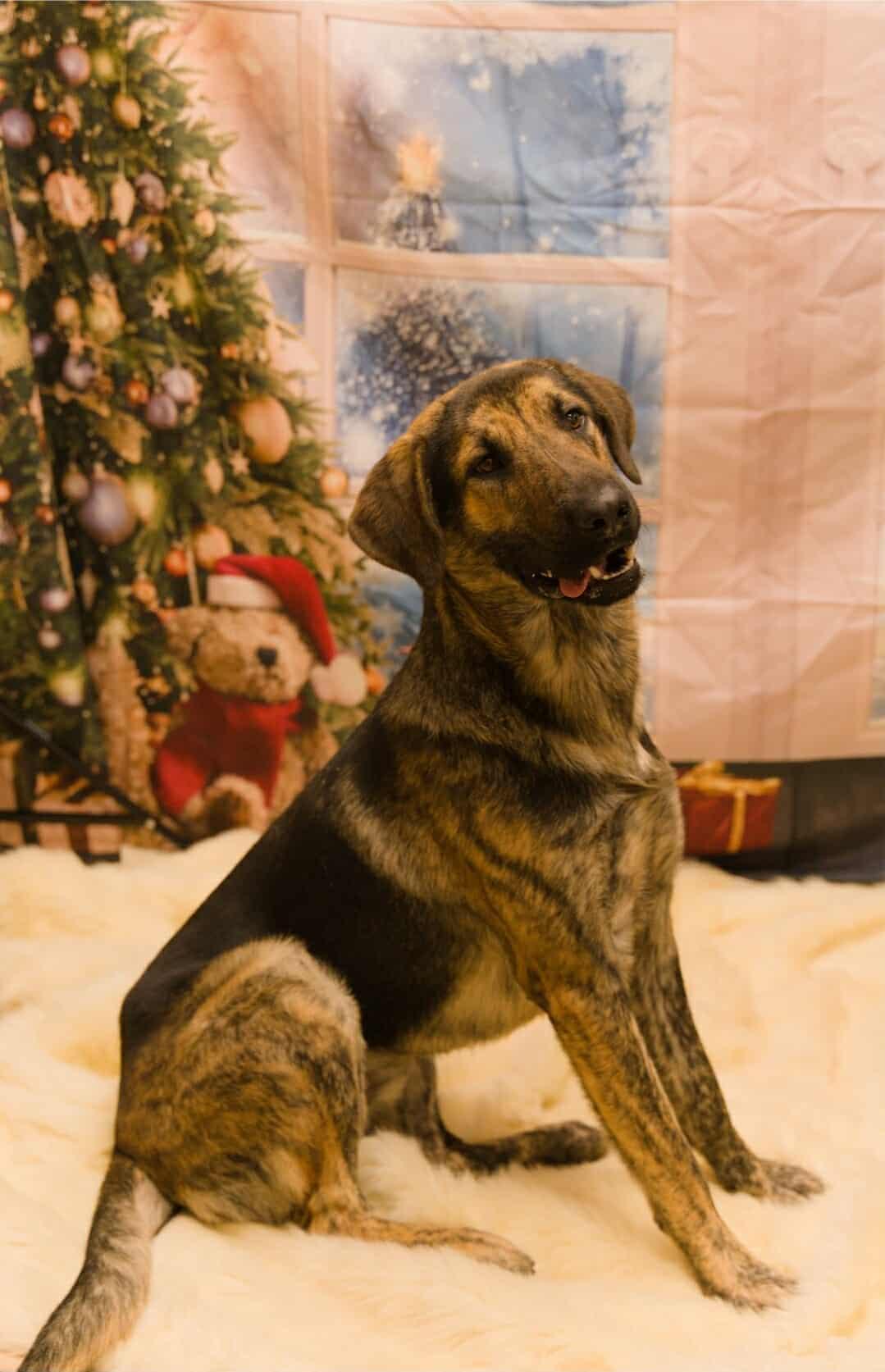 Enlarge Risi, a Adoptable mixed breed in Fort Payne, AL image 6/6