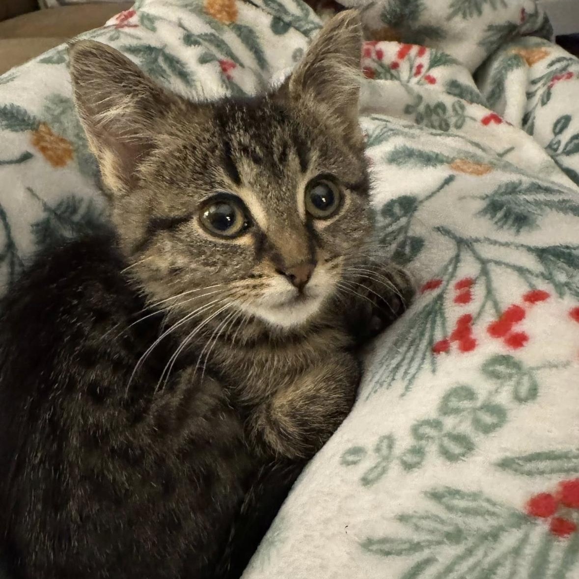 Enlarge Lucy, a ADOPTABLE Domestic Short Hair in Flint, MI image 3/4