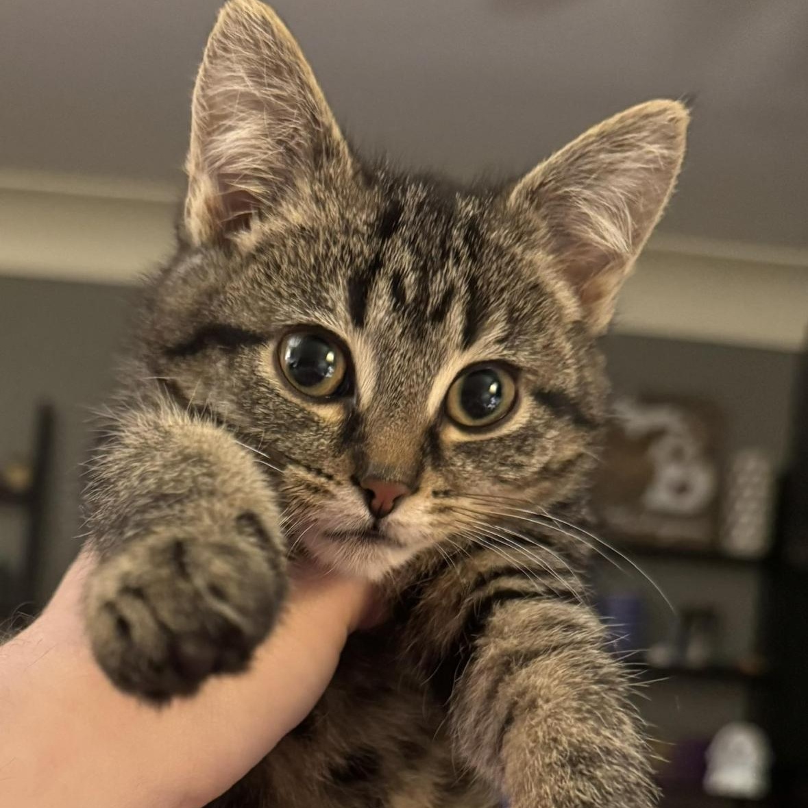 Lucy, ADOPTABLE, Kitten Female Domestic Short Hair.