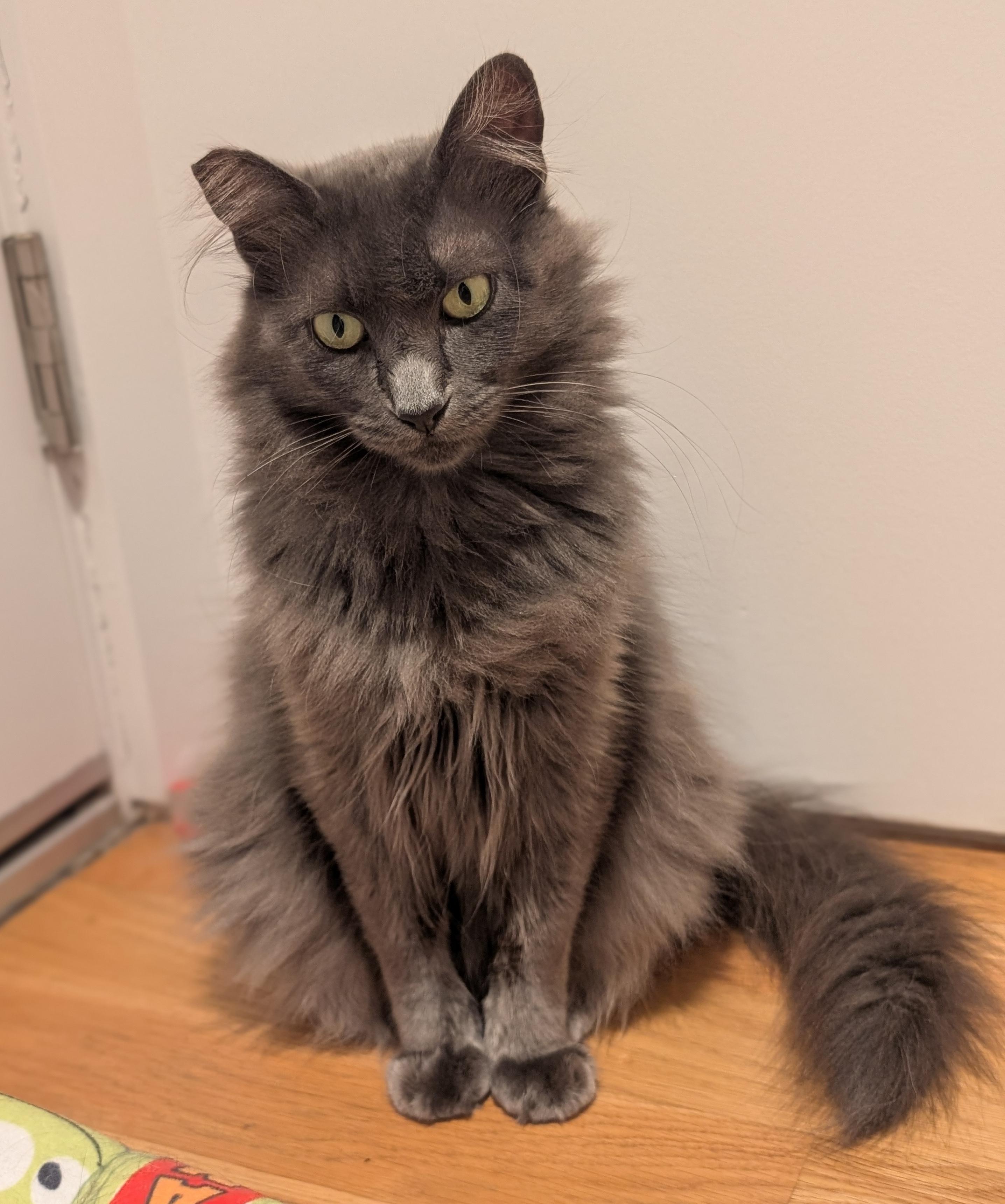 Fifi, a Adoptable Domestic Long Hair in Sherman Oaks, CA image 1/6