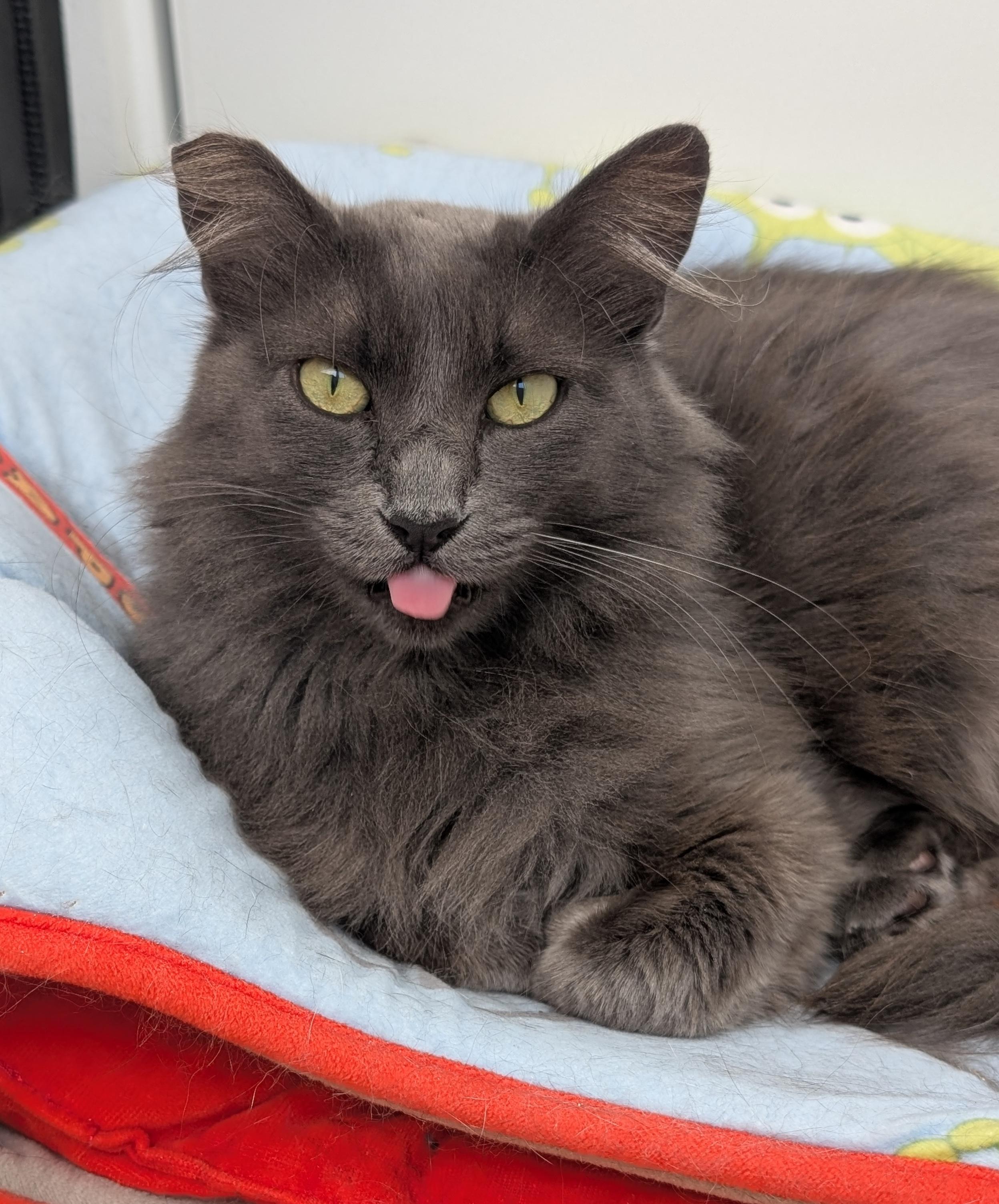 Fifi, a Adoptable Domestic Long Hair in Sherman Oaks, CA image 2/6