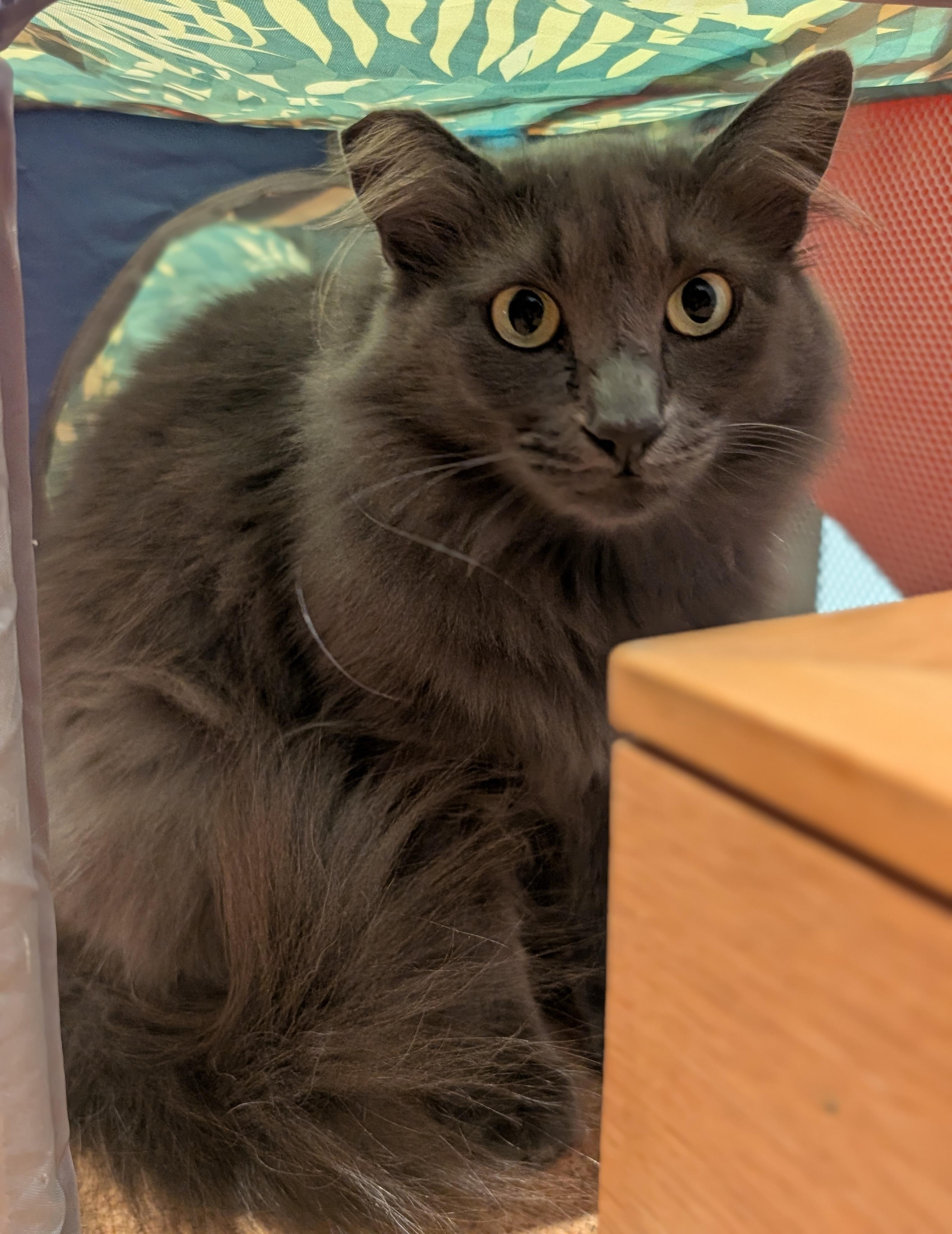 Fifi, a Adoptable Domestic Long Hair in Sherman Oaks, CA image 3/6