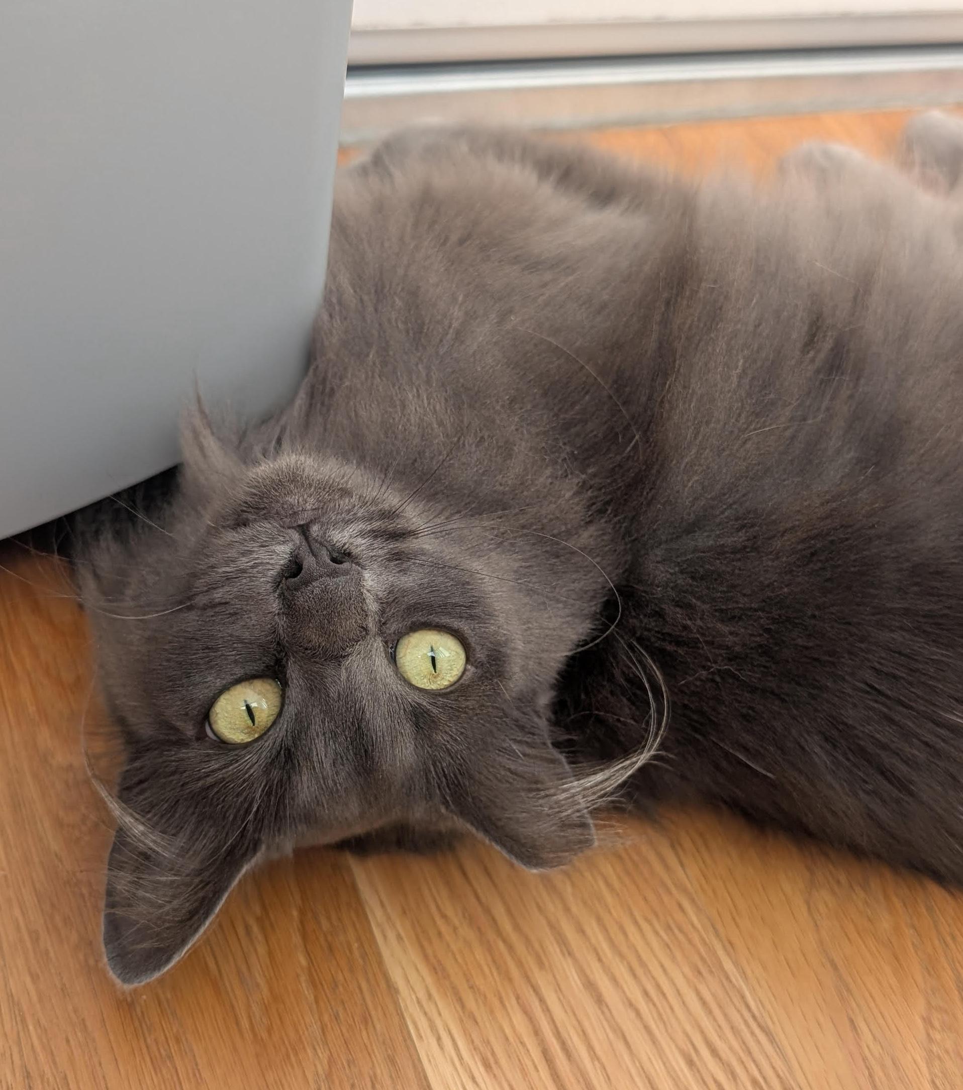 Fifi, a Adoptable Domestic Long Hair in Sherman Oaks, CA image 4/6